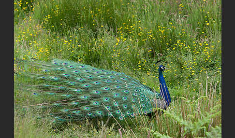 Pfau (Pavo cristatus)