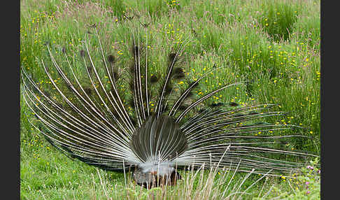 Pfau (Pavo cristatus)