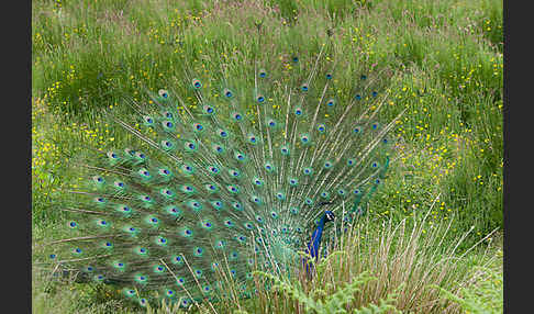 Pfau (Pavo cristatus)