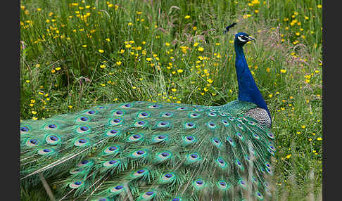 Pfau (Pavo cristatus)