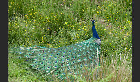 Pfau (Pavo cristatus)