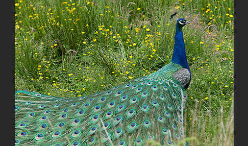 Pfau (Pavo cristatus)