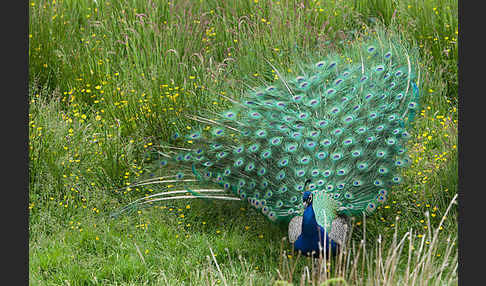 Pfau (Pavo cristatus)