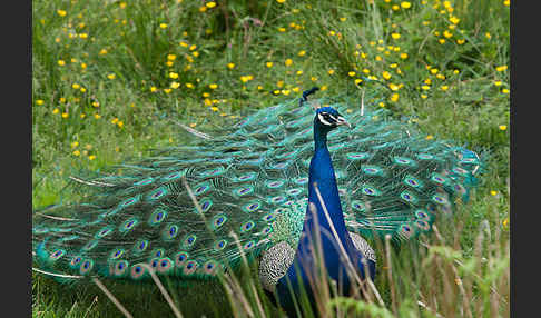 Pfau (Pavo cristatus)