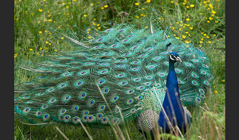 Pfau (Pavo cristatus)