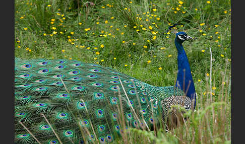 Pfau (Pavo cristatus)