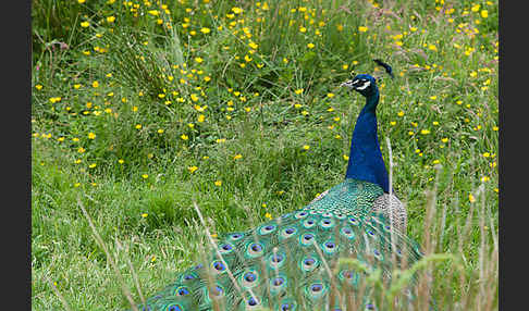 Pfau (Pavo cristatus)