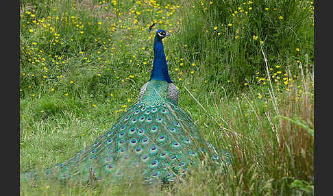 Pfau (Pavo cristatus)