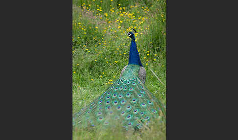 Pfau (Pavo cristatus)