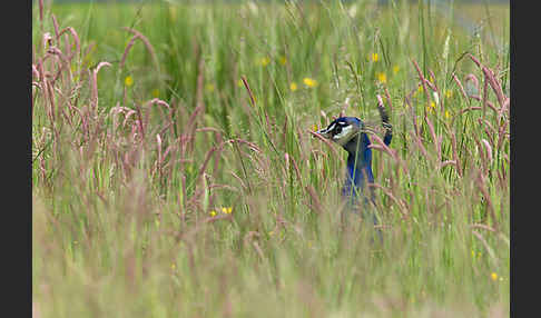 Pfau (Pavo cristatus)