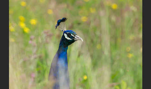 Pfau (Pavo cristatus)