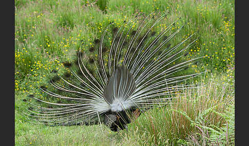 Pfau (Pavo cristatus)