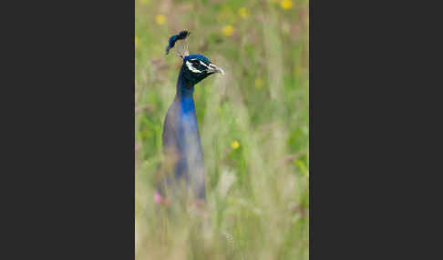 Pfau (Pavo cristatus)