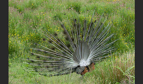 Pfau (Pavo cristatus)