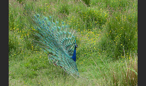 Pfau (Pavo cristatus)