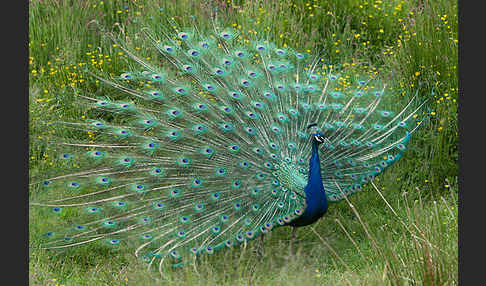 Pfau (Pavo cristatus)