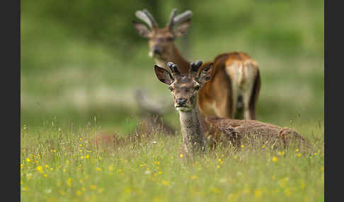 Rotwild (Cervus elaphus)