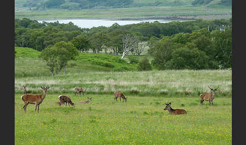 Rotwild (Cervus elaphus)