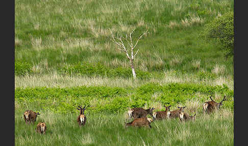 Rotwild (Cervus elaphus)