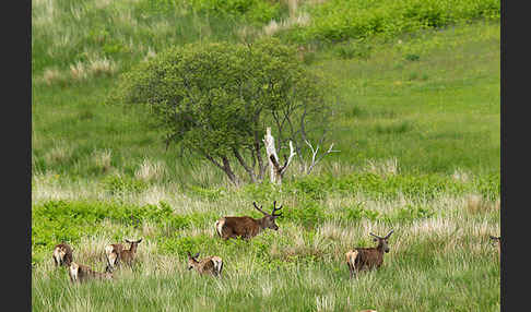 Rotwild (Cervus elaphus)