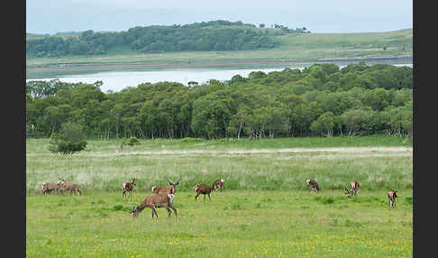 Rotwild (Cervus elaphus)