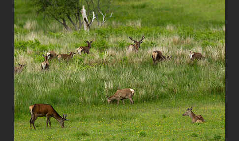 Rotwild (Cervus elaphus)