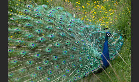 Pfau (Pavo cristatus)