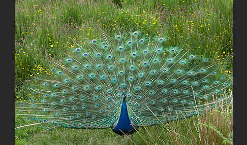 Pfau (Pavo cristatus)