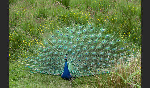 Pfau (Pavo cristatus)