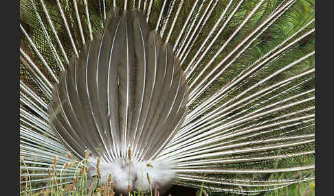 Pfau (Pavo cristatus)