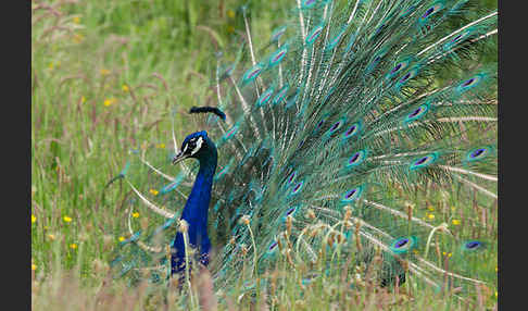 Pfau (Pavo cristatus)