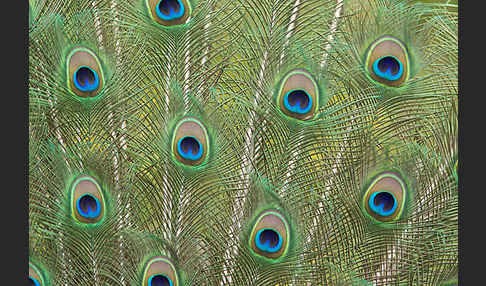 Pfau (Pavo cristatus)