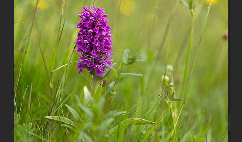 Fleischfarbenes Knabenkraut subsp. (Dactylorhiza incarnata subsp. coccinea)