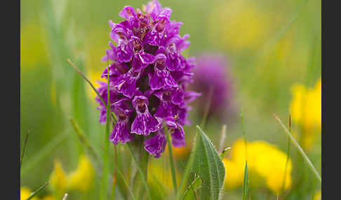 Fleischfarbenes Knabenkraut subsp. (Dactylorhiza incarnata subsp. coccinea)