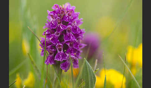 Fleischfarbenes Knabenkraut subsp. (Dactylorhiza incarnata subsp. coccinea)