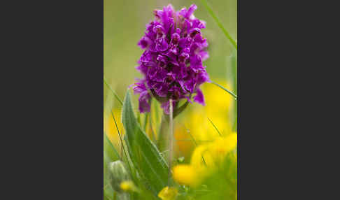 Fleischfarbenes Knabenkraut subsp. (Dactylorhiza incarnata subsp. coccinea)