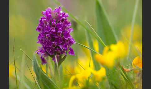 Fleischfarbenes Knabenkraut subsp. (Dactylorhiza incarnata subsp. coccinea)