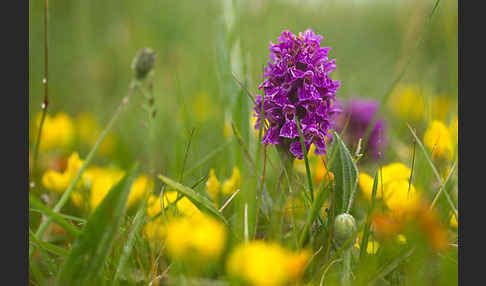 Fleischfarbenes Knabenkraut subsp. (Dactylorhiza incarnata subsp. coccinea)