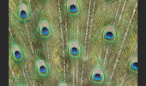 Pfau (Pavo cristatus)