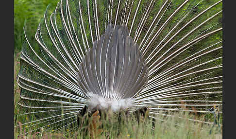 Pfau (Pavo cristatus)