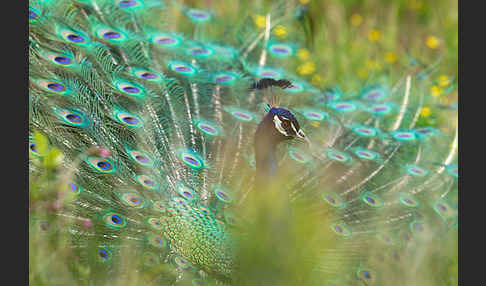 Pfau (Pavo cristatus)