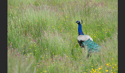 Pfau (Pavo cristatus)