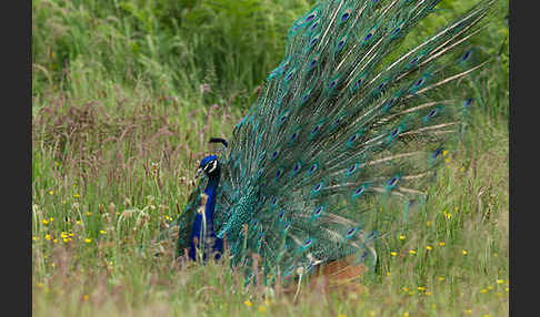 Pfau (Pavo cristatus)