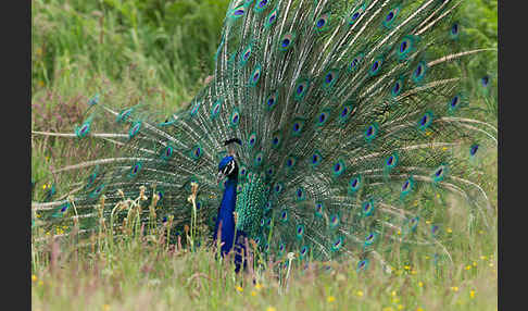 Pfau (Pavo cristatus)