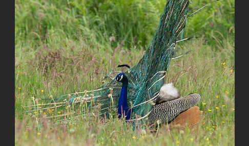 Pfau (Pavo cristatus)