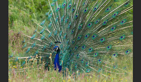 Pfau (Pavo cristatus)