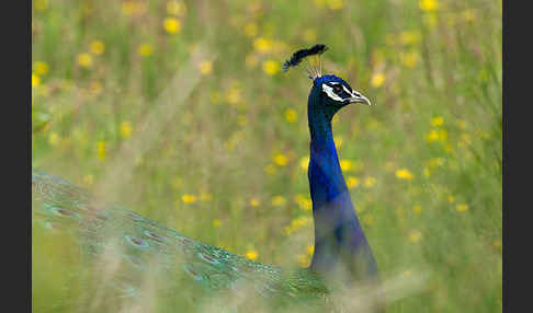 Pfau (Pavo cristatus)