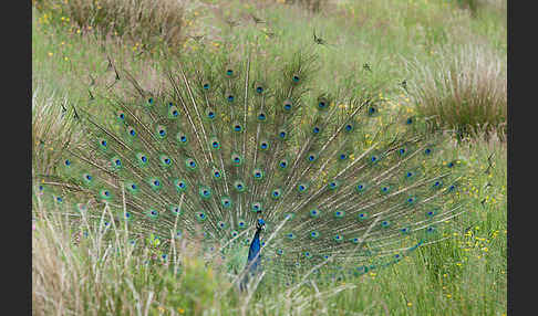 Pfau (Pavo cristatus)