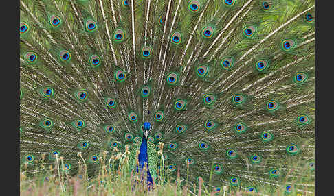 Pfau (Pavo cristatus)