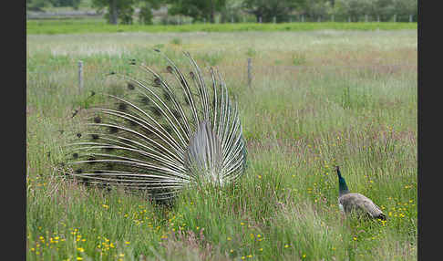 Pfau (Pavo cristatus)